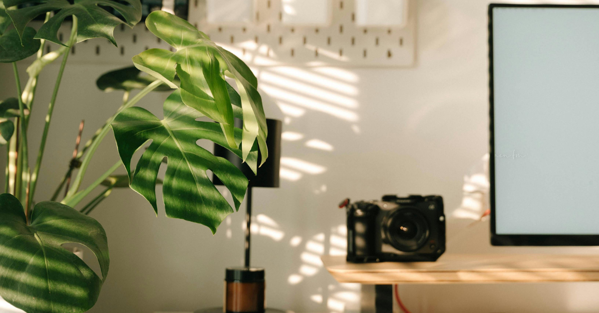 a monstera plant next to a desk with a computer and camera on it. Natural light showing on the wall