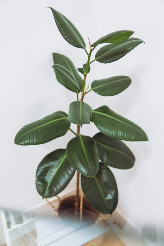 rubber plant