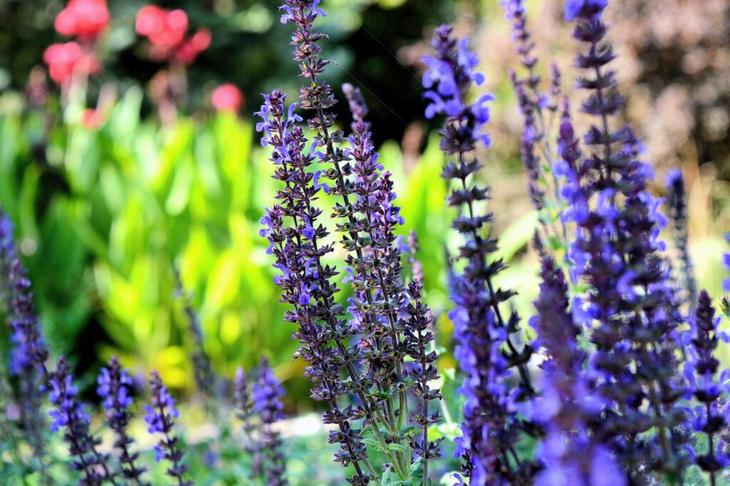 flowers in a garden