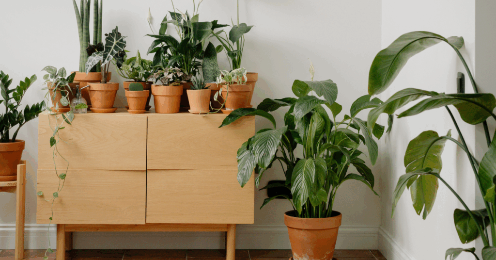a large range of houseplants on a cabinet and some on the floor of a room