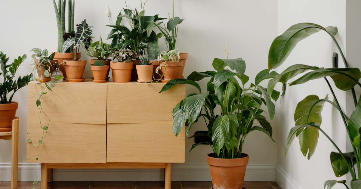 a large range of houseplants on a cabinet and some on the floor of a room