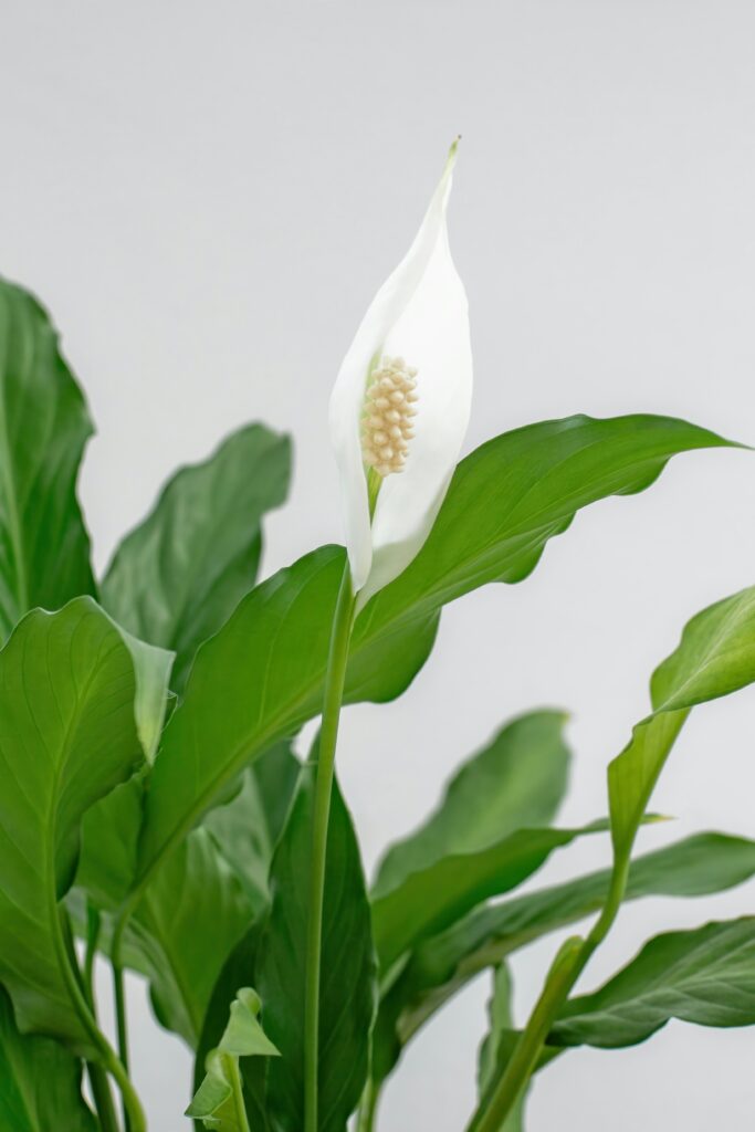 a peace lily