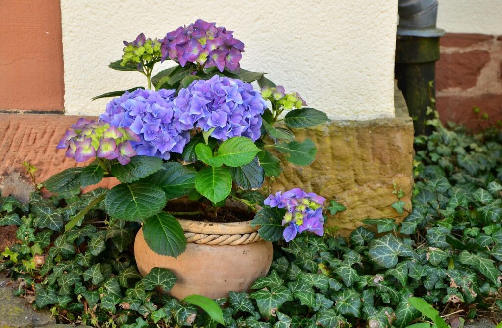 hydrangea in a terracotta pot surrounded by ivy
