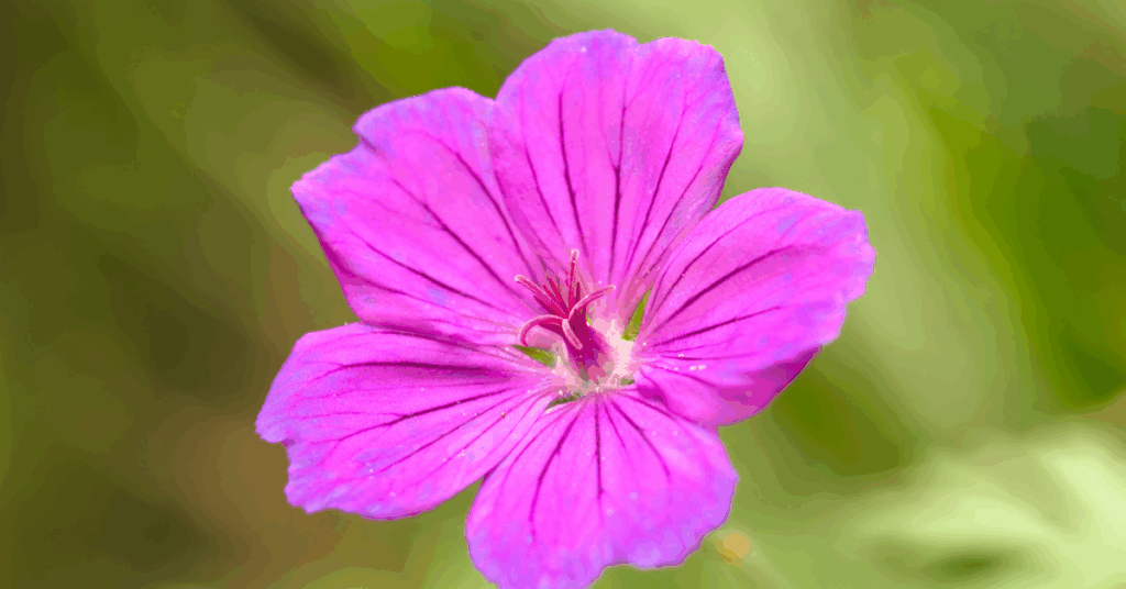 a pink geranium