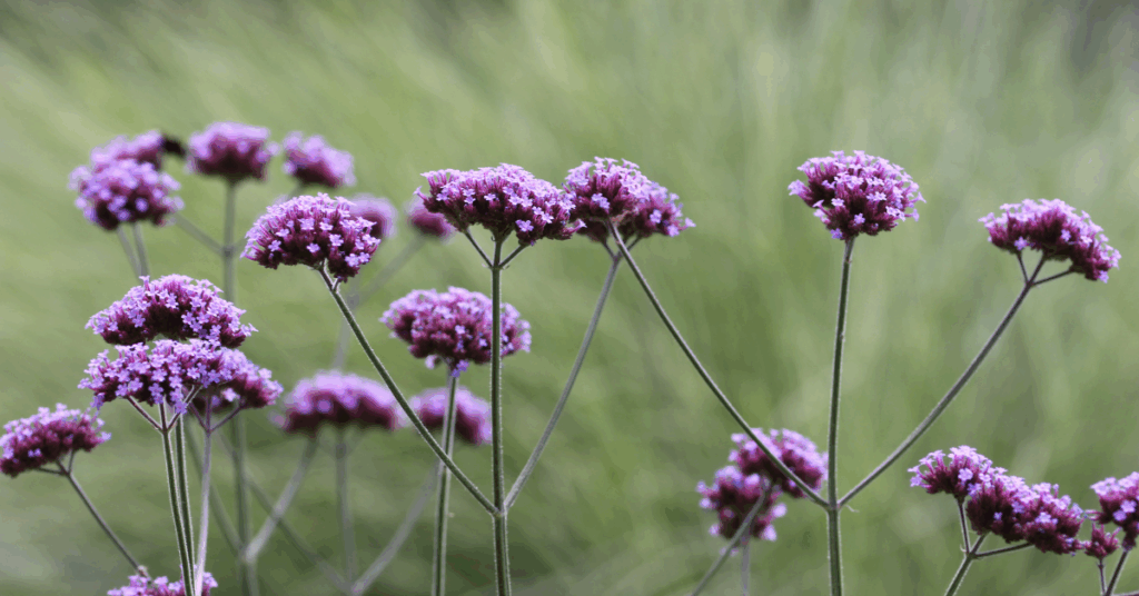 verbena